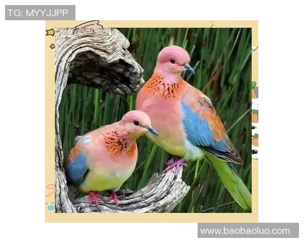 大阪钢吧与鸟类的奇妙对话探索自然与城市的和谐共生 大阪钢吧与鸟类的奇妙对话探索自然与城市的和谐共生